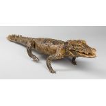 AN EARLY 20TH CENTURY TAXIDERMY CROCODILE (119cm)