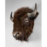 A 20TH CENTURY TAXIDERMY BISON HEAD (h 72cm x w 60cm x d 40cm)