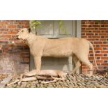 A LATE 20TH CENTURY TAXIDERMY STUDY OF A LIONESS WITH NYALA PREY Lioness (h 107cm x w 195cm x d