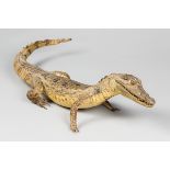 A LATE 19TH/EARLY 20TH CENTURY TAXIDERMY CROCODILE (80cm)