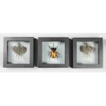A TRIO OF FRAMED ENTOMOLOGY SPECIMENS IN DOUBLE GLASS SEE THROUGH FRAMES, COMPRISING OF TWO FLYING