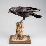 A 20TH CENTURY TAXIDERMY JACKDAW MOUNTED UPON NATURALISTIC BASE, DOE 062009 (h 32cm x w 35cm x d