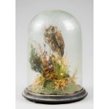 A LATE 19TH CENTURY TAXIDERMY LITTLE OWL UNDER GLASS DOME (h 33cm x w 25cm x d 25cm)