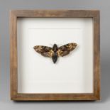 A 21ST CENTURY DEATH'S-HEAD HAWKMOTH, MOUNTED AND FRAMED (h 25cm x w 25cm x d 5cm)