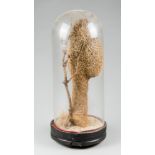 AN EARLY 20TH CENTURY WEAVER BIRD NEST UNDER GLASS DOME (h 58cm x w 25cm x d 25cm)