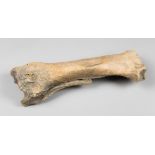 AN ICE AGE BISON TIBIA BONE FOSSIL Europe, 10,000 years old. (l 38cm)