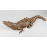 A LATE 19TH/EARLY 20TH CENTURY TAXIDERMY CROCODILE (124cm)