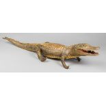 AN EARLY 20TH CENTURY TAXIDERMY CROCODILE (117cm)