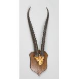 A 20TH CENTURY SET OF ANTELOPE HORNS AND PARTIAL SKULL ON OAK SHIELD (h 67cm)