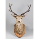AN EARLY 20TH CENTURY TAXIDERMY SCOTTISH RED DEER ADULT STAG SHOULDER MOUNT, 10 POINTS (h 136cm x