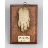 AN EARLY 20TH CENTURY TAXIDERMY OTTER PAD MOUNTED UPON OAK SHIELD Inscribed: PRESTON BAGOT MAY