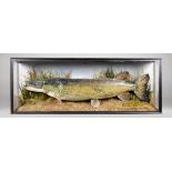 A 20TH CENTURY TAXIDERMY PIKE MOUNTED IN A GLAZED CASE WITH A NATURALISTIC SETTING (h 46cm x w 122cm