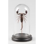 A LARGE 21ST CENTURY SCORPION MOUNTED UNDER GLASS DOME WITH EBONISED BASE (h 23cm x w 13cm x d 13cm)