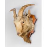 AN EARLY 20TH CENTURY TAXIDERMY GOAT HEAD UPON OAK SHIELD (h 52cm x w 38cm x d 26cm)