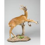 A LATE 20TH CENTURY TAXIDERMY ROEBUCK MOUNTED ON A NATURALISTICT BASE (h 123cm x w 105cm x d 55cm)