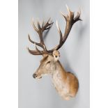 A LARGE AND IMPRESSIVE 21ST CENTURY TAXIDERMY 18 POINTER RED DEER STAG SHOULDER MOUNT (h 124cm x w