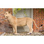 A LATE 20TH CENTURY TAXIDERMY STUDY OF A LIONESS (h 120cm x w 200cm x d 40cm)