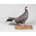 A 20TH CENTURY TAXIDERMY BLUE EARED PHEASANT MOUNTED UPON A LOG BASE (h 52cm x w 70cm x d 29cm)