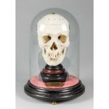 A LATE 19TH CENTURY HUMAN SKULL CLOCK MOUNTED ON A MARBLE BASE UNDER A GLASS DOME