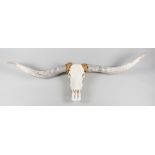 A 20TH CENTURY LONGHORN SKULL (w 200cm)