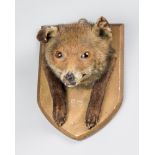 A LATE 19TH/EARLY 20TH CENTURY FOX MASK AND PAWS ON OAK SHIELD