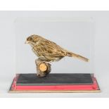 A 20TH CENTURY TAXIDERMY CORN BUNTING IN A PERSPEX DISPLAY CASE (h 18cm x w 23cm x d 15.5cm)