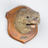 A 20TH CENTURY TAXIDERMY OTTER HEAD UPON OAK SHIELD Plaque inscribed: RADCLIVE APRIL 18-1907 (h 21cm