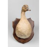 A 20TH CENTURY TAXIDERMY GOOSE SHOULDER MOUNT ON OAK SHIELD (h 36cm x w 26cm x d 32cm)