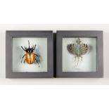 TWO SPECIMENS IN DOUBLE GLASS SEE THROUGH FRAMES, COMPRISING OF A RHINOCEROS BEETLE AND A FLYING