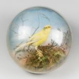 A LATE 19TH CENTURY TAXIDERMY CANARY WALL DOME (h 22cm x w 22cm x d 10cm)