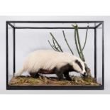 ROWLAND WARD, AN EARLY 20TH CENTURY TAXIDERMY LEUCISTIC (COLOUR MORPH) BADGER, MELES MELES Female