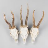 A 21ST CENTURY GROUP OF ROE DEER SKULLS (h 41cm)