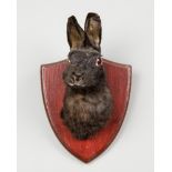 A 20TH CENTURY TAXIDERMY RABBIT HEAD UPON A WOODEN SHIELD (h 23cm x w 16cm x d 14cm)