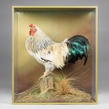 A 21ST CENTURY TAXIDERMY COCKEREL 'MASTER OF THE COOP' Mounted in a glazed case with a