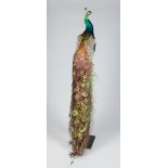 A 21ST CENTURY TAXIDERMY PEACOCK MOUNTED ON A WOODEN PEDESTAL (h 194cm x w 50cm x d 50cm)