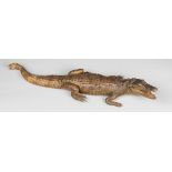 A LATE 19TH/EARLY 20TH CENTURY TAXIDERMY CROCODILE (100cm)