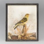 A LATE 19TH CENTURY TAXIDERMY WESTERN TANAGER IN A GLAZED CASE (h 19cm x w 17cm x d 16cm)