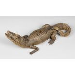 A LATE 19TH/EARLY 20TH CENTURY TAXIDERMY CROCODILE (70cm)