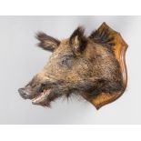 A 20TH CENTURY TAXIDERMY BOAR HEAD UPON OAK SHIELD (h 46cm x w 36cm x d 52cm)