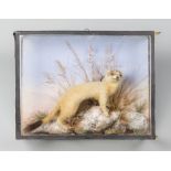 A LATE 19TH/EARLY 20TH CENTURY TAXIDERMY STOAT IN A GLAZED CASE (h 27cm x w 20cm x d 11cm)