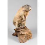 A 20TH CENTURY TAXIDERMY MARMOT UPON A NATURALISTIC LOG STAND (h 69cm x w 31cm x d 34cm)