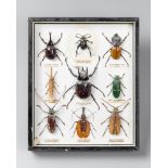 A 20TH CENTURY FRAMED COLLECTION OF ENTOMOLOGY SPECIMENS (h 25.5cm x w 21)