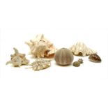 Various seashells,