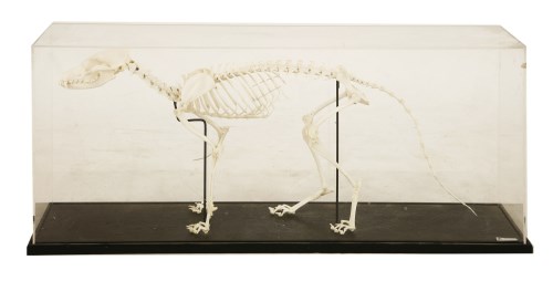 A FOX SKELETON,