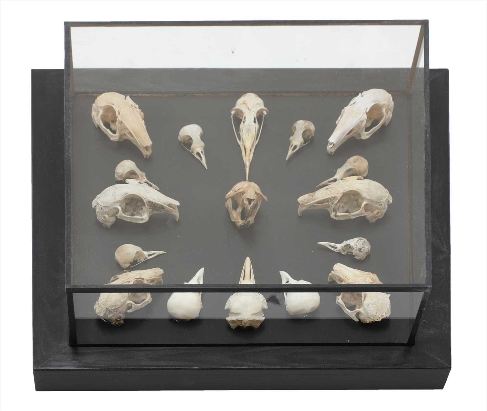 BIRD AND MAMMAL SKULLS,