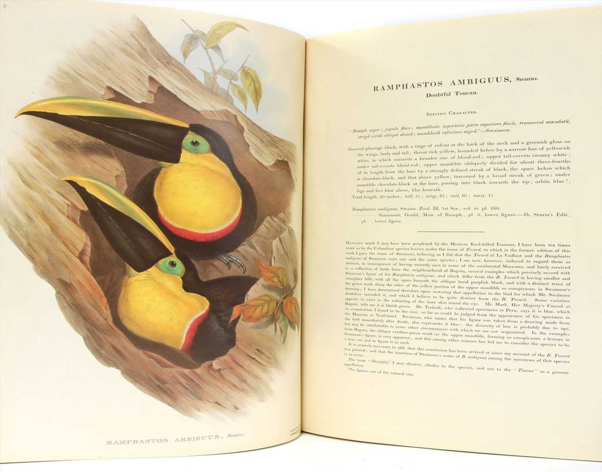 Gould, John: 1- A Monograph of the Ramphastidae, - Image 3 of 5