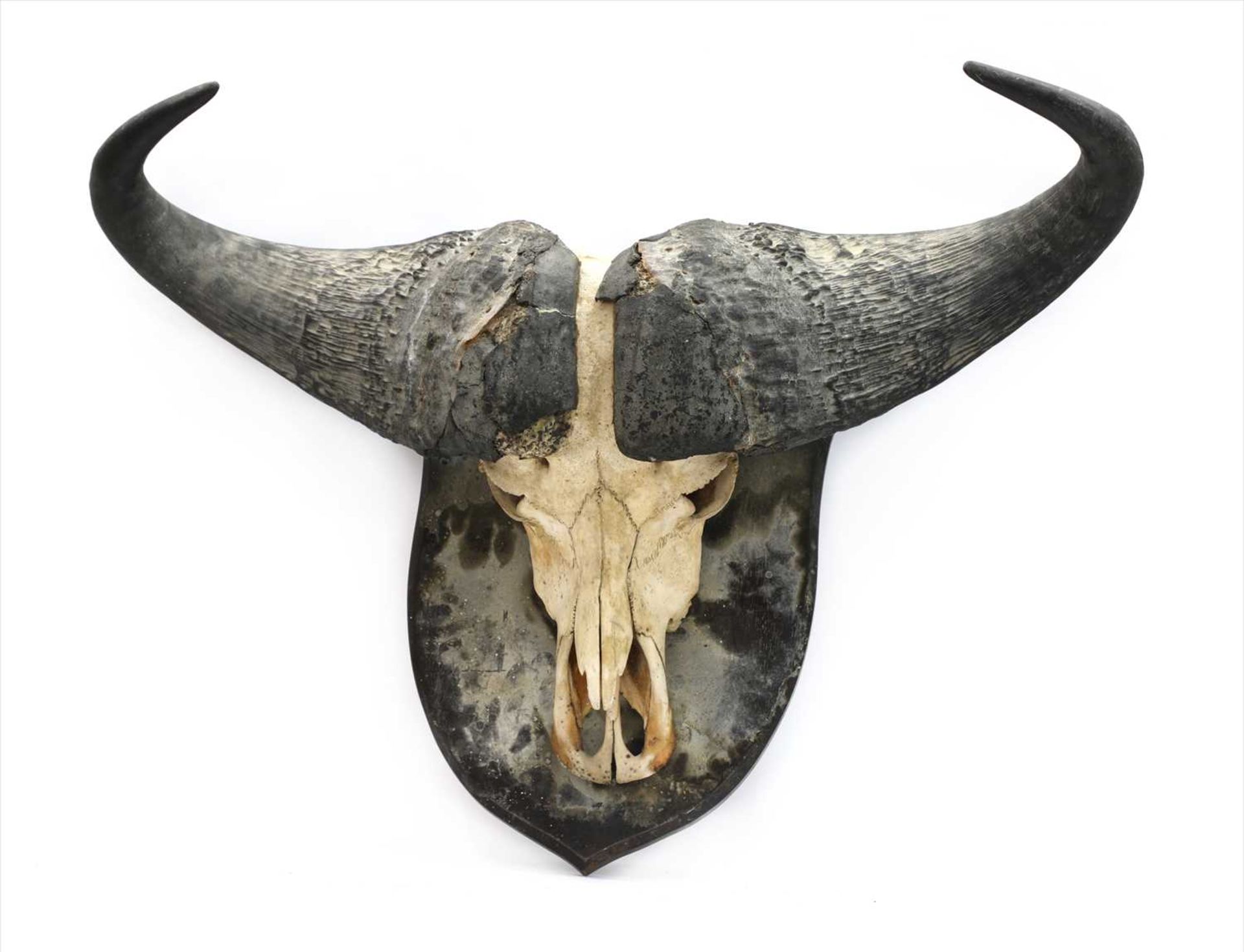 Taxidermy: Cape Buffalo (Syncerus caffer caffer),