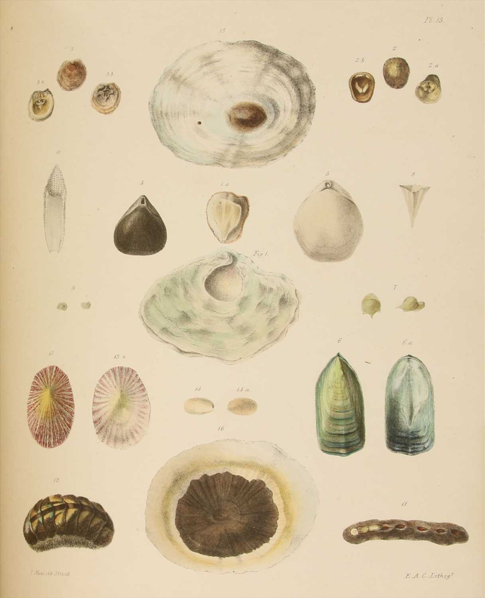 CONCHOLOGY: 1- Crouch, E A: An Illustrated Introduction to Lamarck's Conchology.. - Image 4 of 4