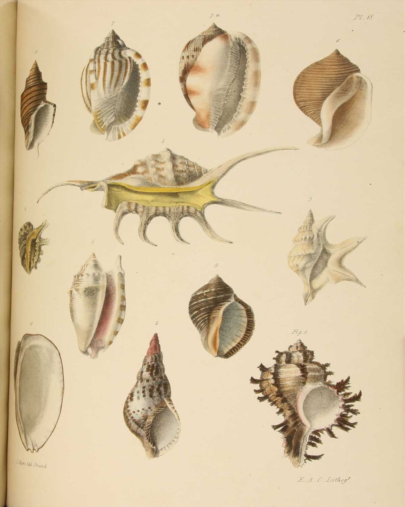 CONCHOLOGY: 1- Crouch, E A: An Illustrated Introduction to Lamarck's Conchology.. - Image 3 of 4