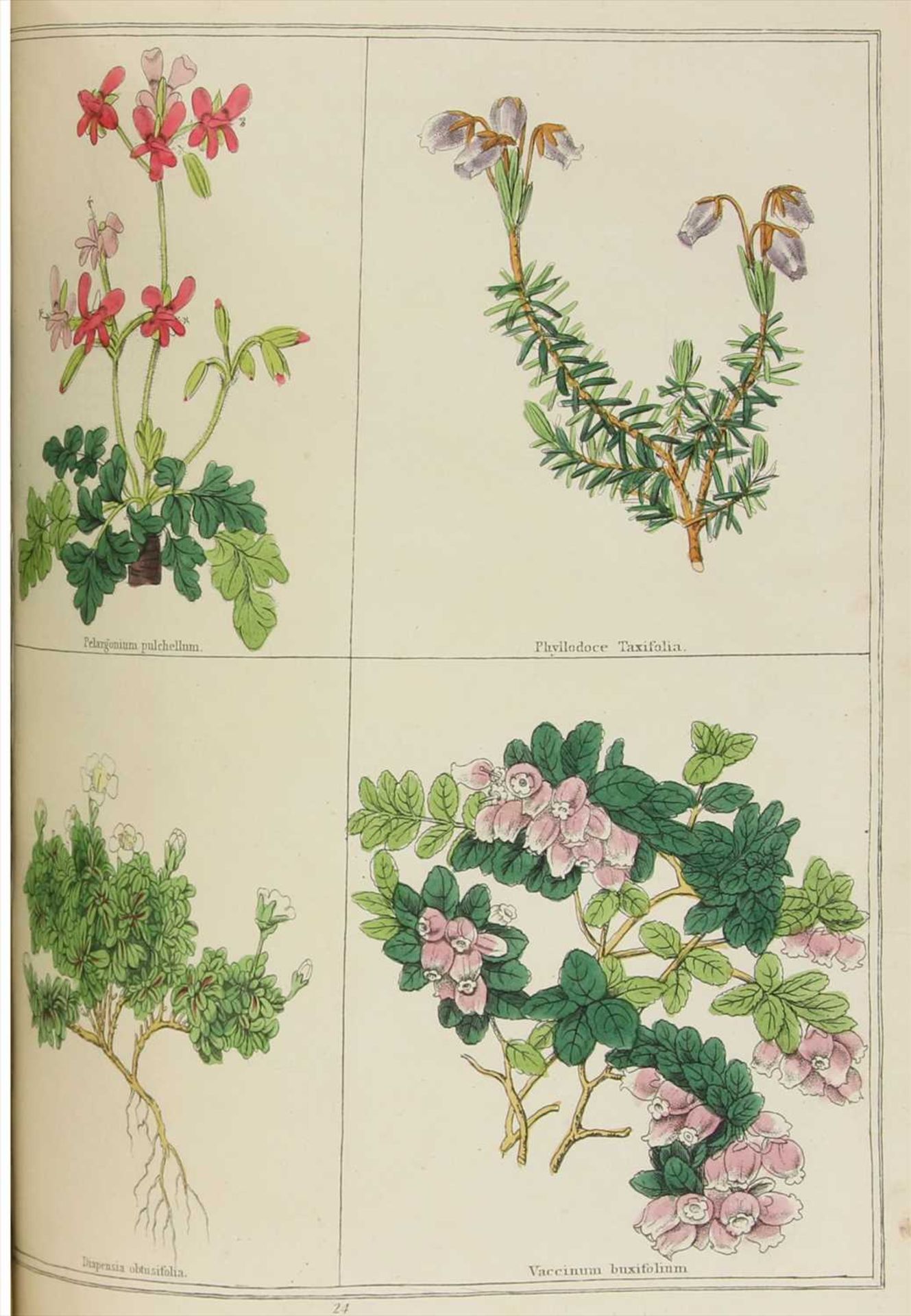 Rennie, James & James Burnett (Editors): The Magazine of Botany and Gardening, British and Foreign. - Image 3 of 4